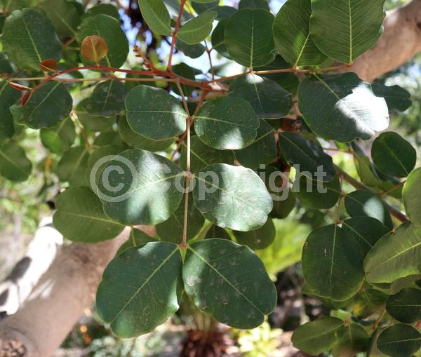 Green blooms; Evergreen