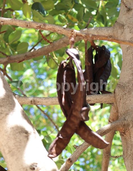 Green blooms; Evergreen