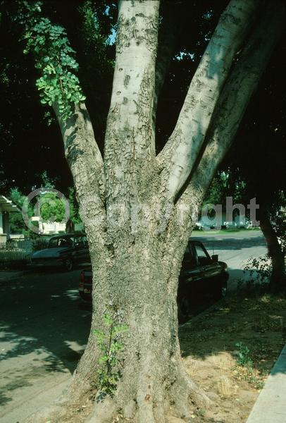 Green blooms; Evergreen