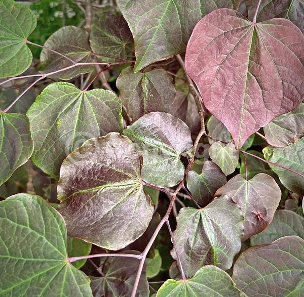Pink blooms; Deciduous; Broadleaf; North American Native