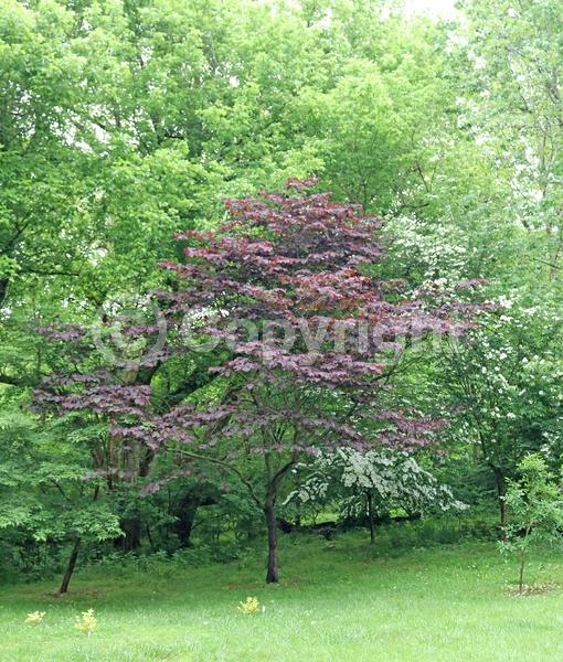 Pink blooms; Deciduous; Broadleaf; North American Native