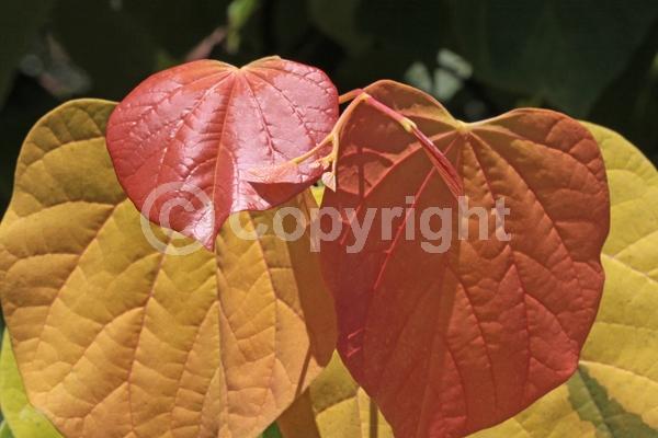 Lavender blooms; Deciduous; Broadleaf; North American Native
