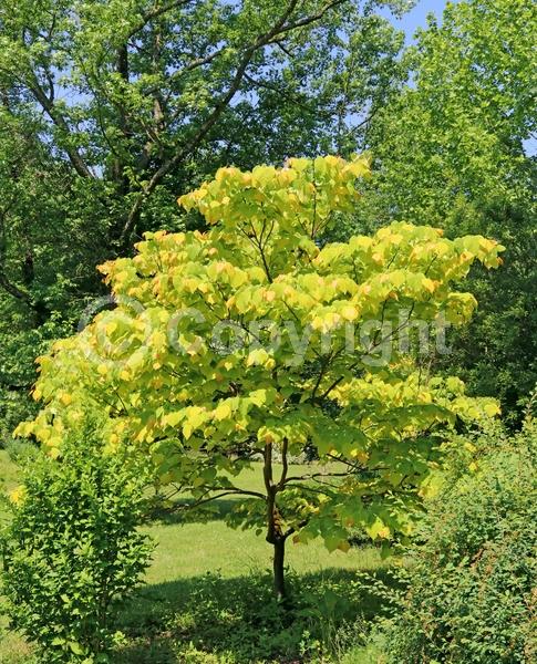 Lavender blooms; Deciduous; Broadleaf; North American Native