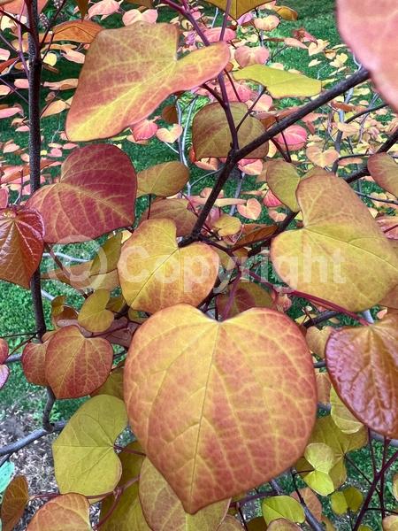 Pink blooms; Deciduous; North American Native