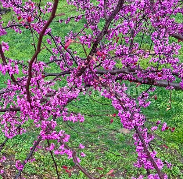 Pink blooms; Deciduous; North American Native