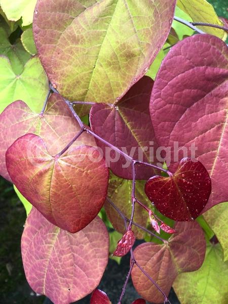 Pink blooms; Deciduous; North American Native