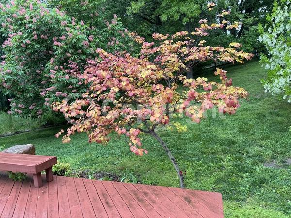 Pink blooms; Deciduous; North American Native