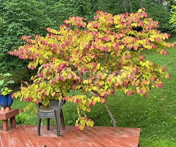 Pink blooms; Deciduous; North American Native