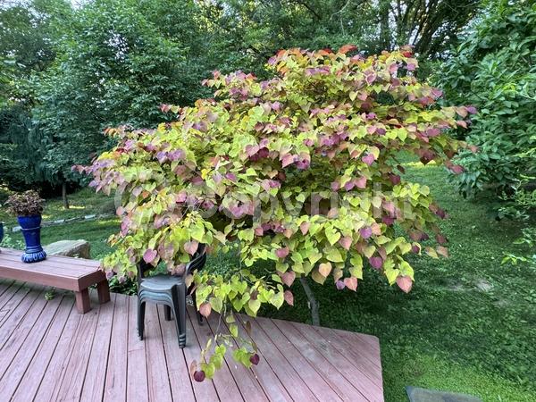 Pink blooms; Deciduous; North American Native