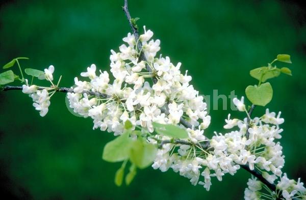 White blooms; Deciduous; Broadleaf; North American Native