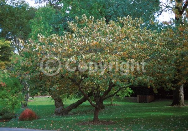 White blooms; Deciduous; Broadleaf; North American Native