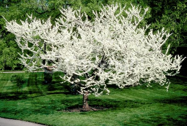 White blooms; Deciduous; Broadleaf; North American Native
