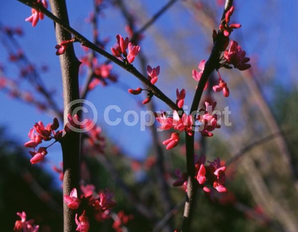 Red blooms; Pink blooms; Deciduous; Broadleaf