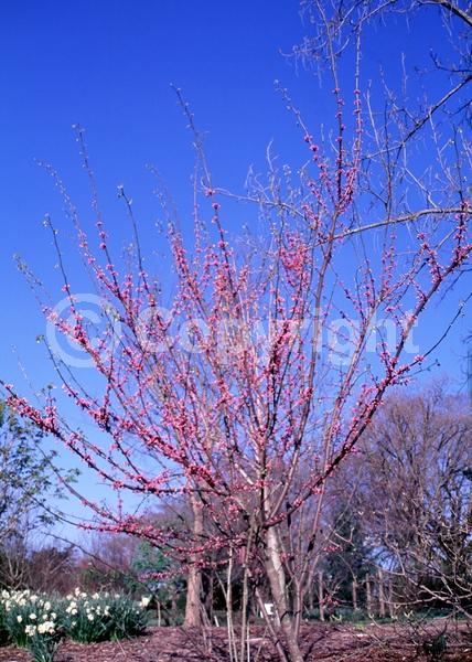 Purple blooms; Pink blooms; Lavender blooms; Deciduous; Broadleaf