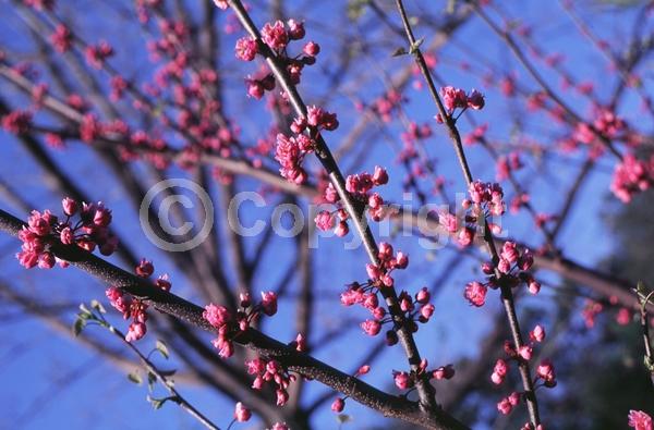 Purple blooms; Pink blooms; Lavender blooms; Deciduous; Broadleaf