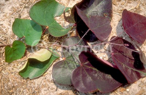 Pink blooms; Deciduous; Broadleaf