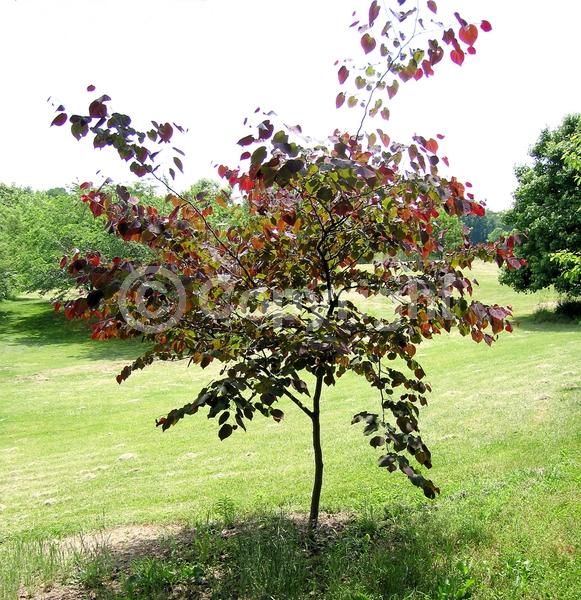 Pink blooms; Deciduous; Broadleaf