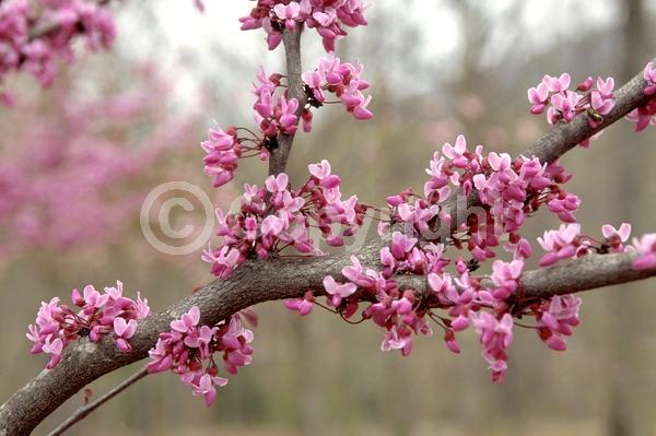 Pink blooms; Deciduous; Broadleaf