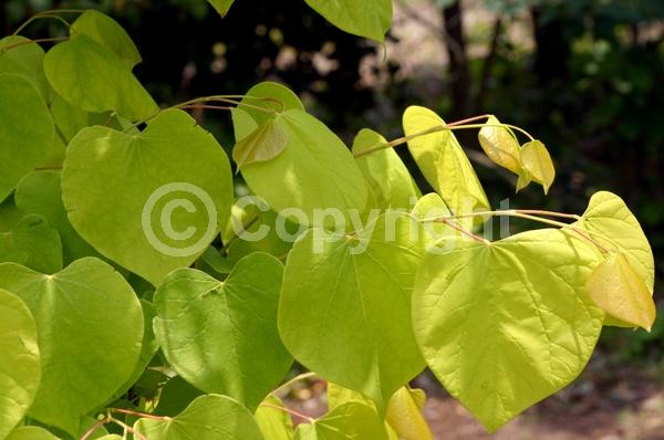 Lavender blooms; Deciduous; Broadleaf