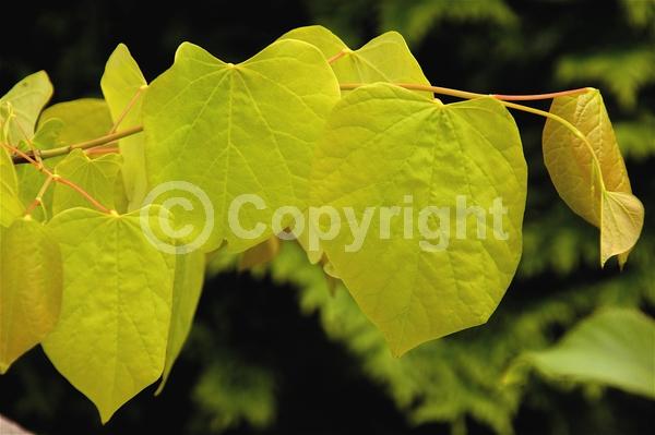 Lavender blooms; Deciduous; Broadleaf