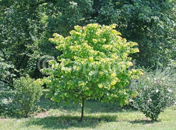 Lavender blooms; Deciduous; Broadleaf