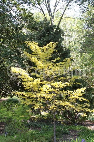 Lavender blooms; Deciduous; Broadleaf