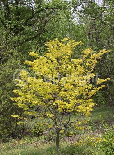 Lavender blooms; Deciduous; Broadleaf
