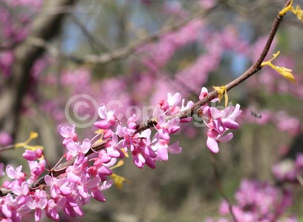 Lavender blooms; Deciduous; Broadleaf