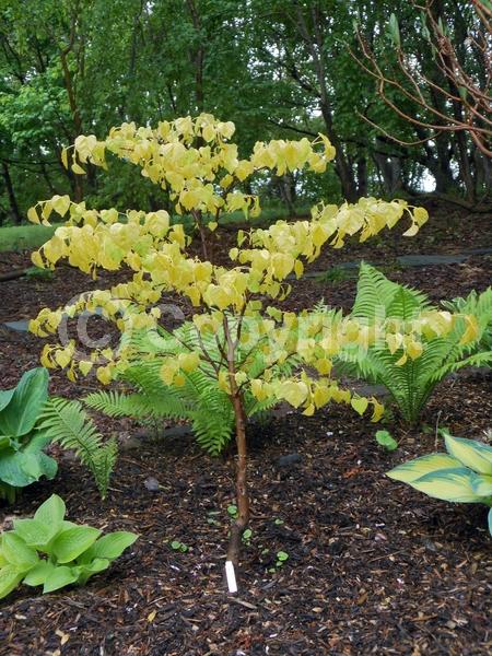Lavender blooms; Deciduous; Broadleaf