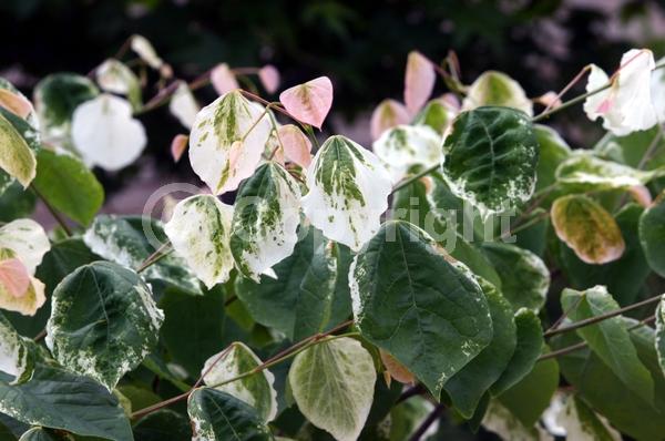 Purple blooms; Pink blooms; Lavender blooms; Deciduous; Broadleaf
