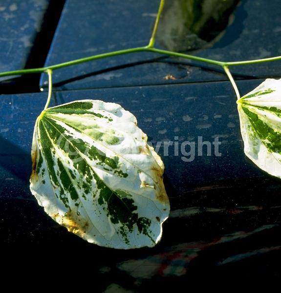 Purple blooms; Pink blooms; Lavender blooms; Deciduous; Broadleaf