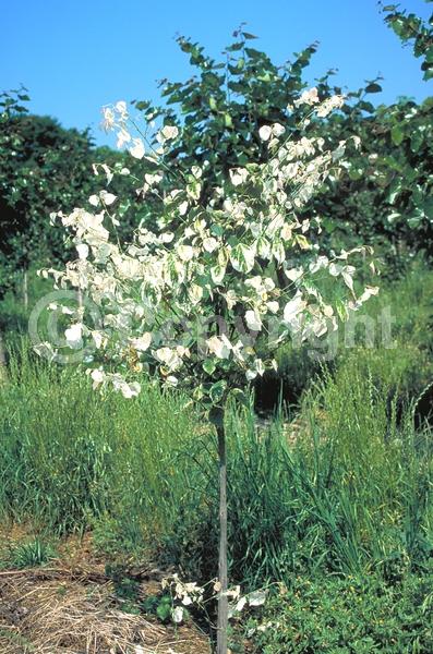 Purple blooms; Pink blooms; Lavender blooms; Deciduous; Broadleaf
