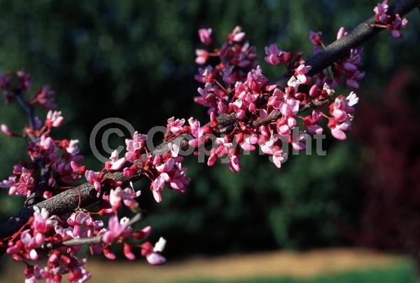 Purple blooms; Pink blooms; Lavender blooms; Deciduous; Broadleaf; North American Native