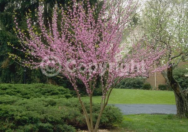 Purple blooms; Pink blooms; Lavender blooms; Deciduous; Broadleaf; North American Native