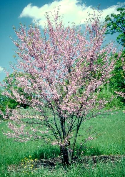 Pink blooms; Deciduous; Broadleaf; North American Native