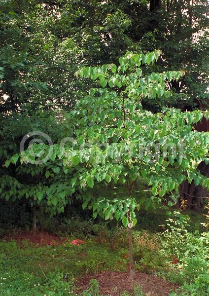 Purple blooms; Pink blooms; Lavender blooms; Deciduous; Broadleaf; North American Native