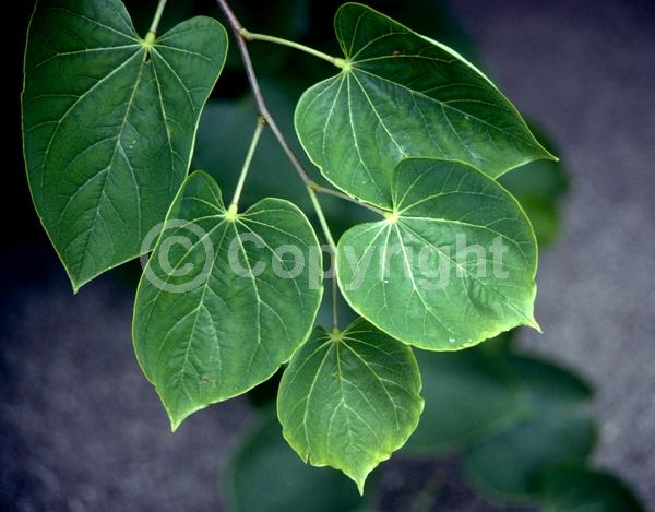Purple blooms; Pink blooms; Lavender blooms; Deciduous; Broadleaf; North American Native