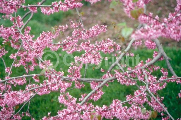 Purple blooms; Pink blooms; Lavender blooms; Deciduous; Broadleaf; North American Native
