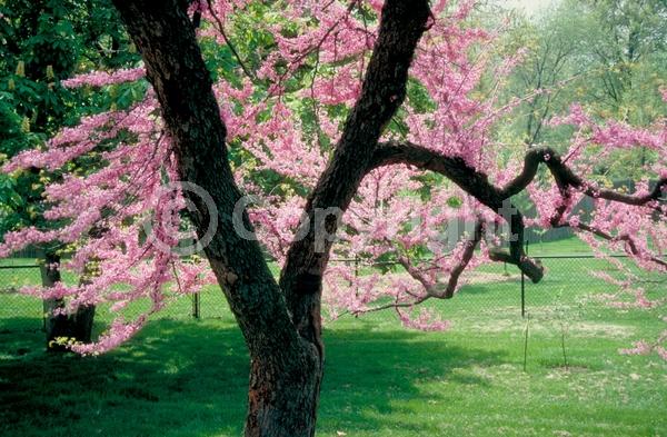 Purple blooms; Pink blooms; Lavender blooms; Deciduous; Broadleaf; North American Native