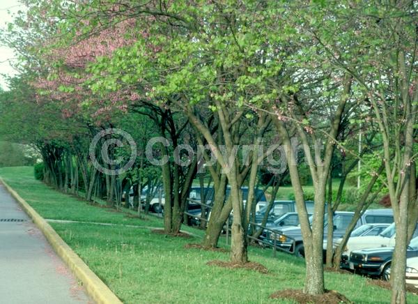 Purple blooms; Pink blooms; Lavender blooms; Deciduous; Broadleaf; North American Native