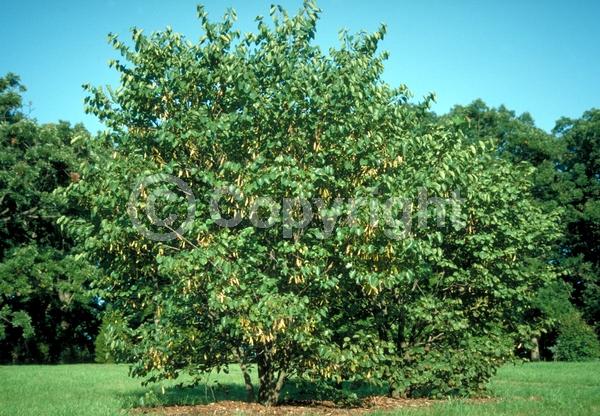Pink blooms; Deciduous; Broadleaf; North American Native
