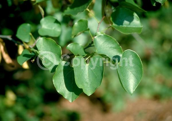 Pink blooms; Deciduous; Broadleaf; North American Native