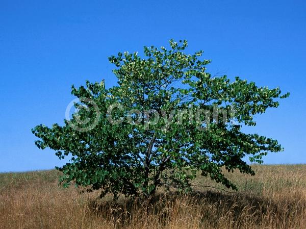 Purple blooms; Pink blooms; Lavender blooms; Deciduous; Broadleaf; North American Native