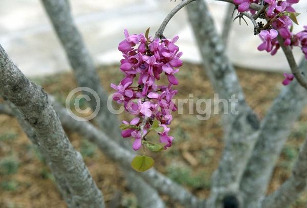 Pink blooms; Deciduous; Broadleaf; North American Native