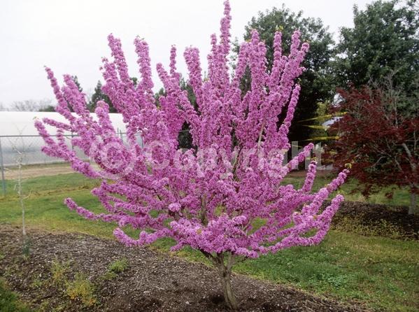 Purple blooms; Pink blooms; Lavender blooms; Deciduous; Broadleaf; North American Native