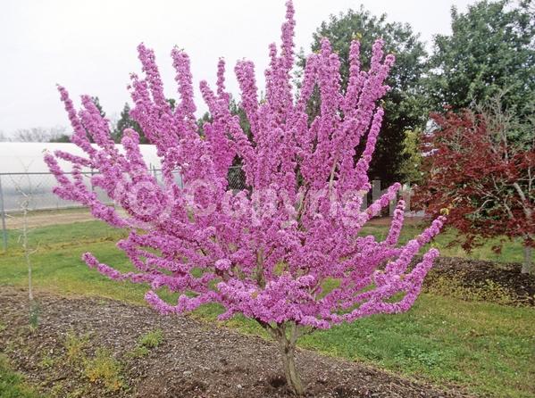 Purple blooms; Pink blooms; Lavender blooms; Deciduous; Broadleaf; North American Native