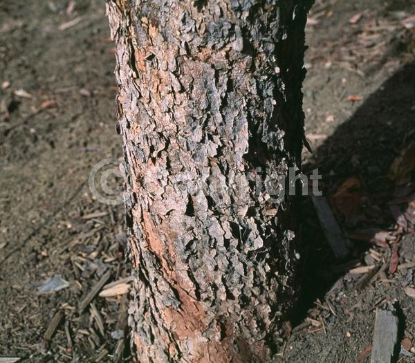 Purple blooms; Pink blooms; Lavender blooms; Deciduous; Broadleaf; North American Native