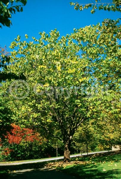 Purple blooms; Pink blooms; Lavender blooms; Deciduous; Broadleaf; North American Native