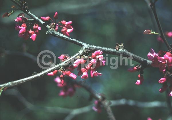 Purple blooms; Pink blooms; Lavender blooms; Deciduous; Broadleaf; North American Native