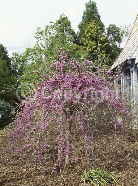 Red blooms; Deciduous; Broadleaf; North American Native